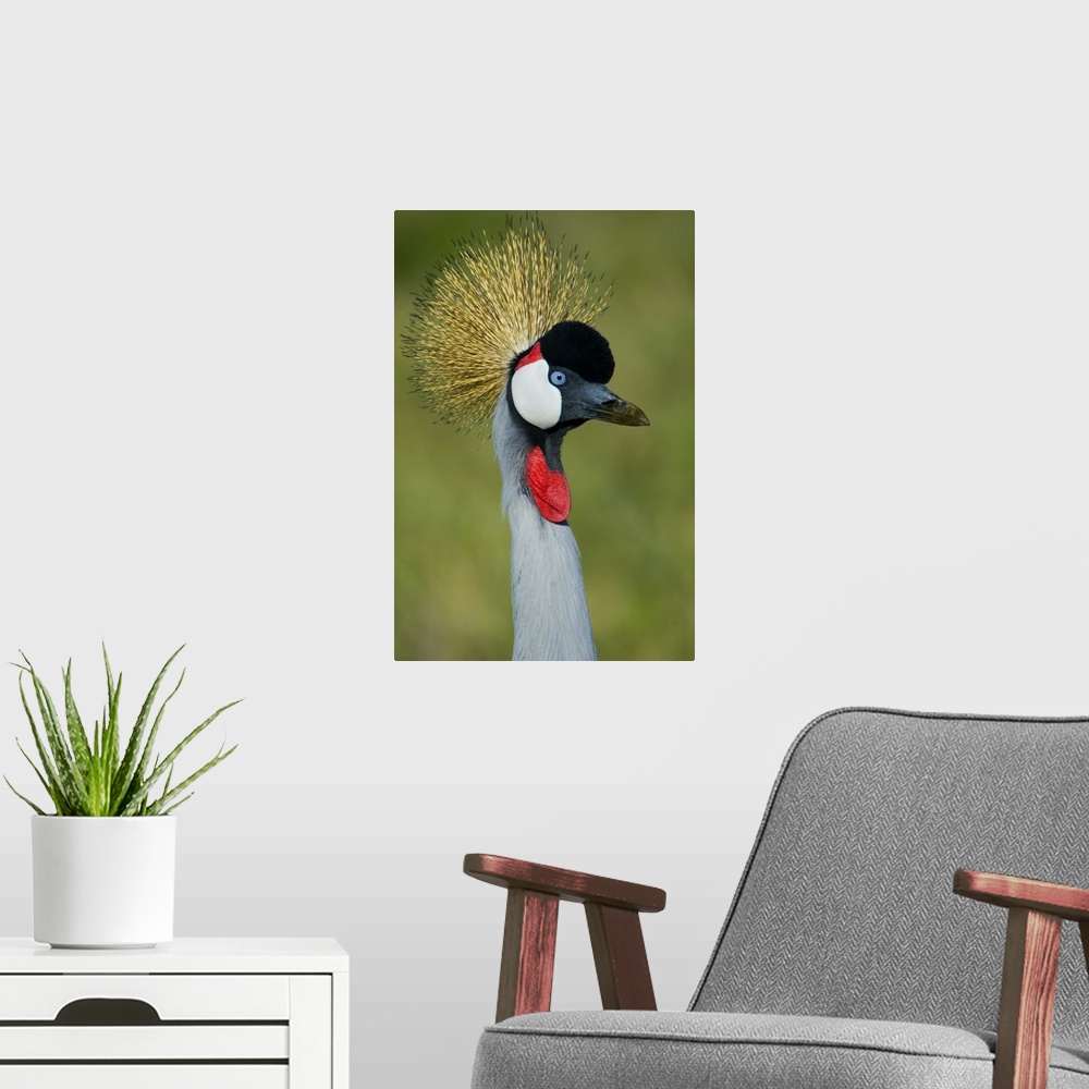 A modern room featuring Close-up of a Grey Crowned crane, Ngorongoro Conservation Area, Arusha Region, Tanzania (Balearic...