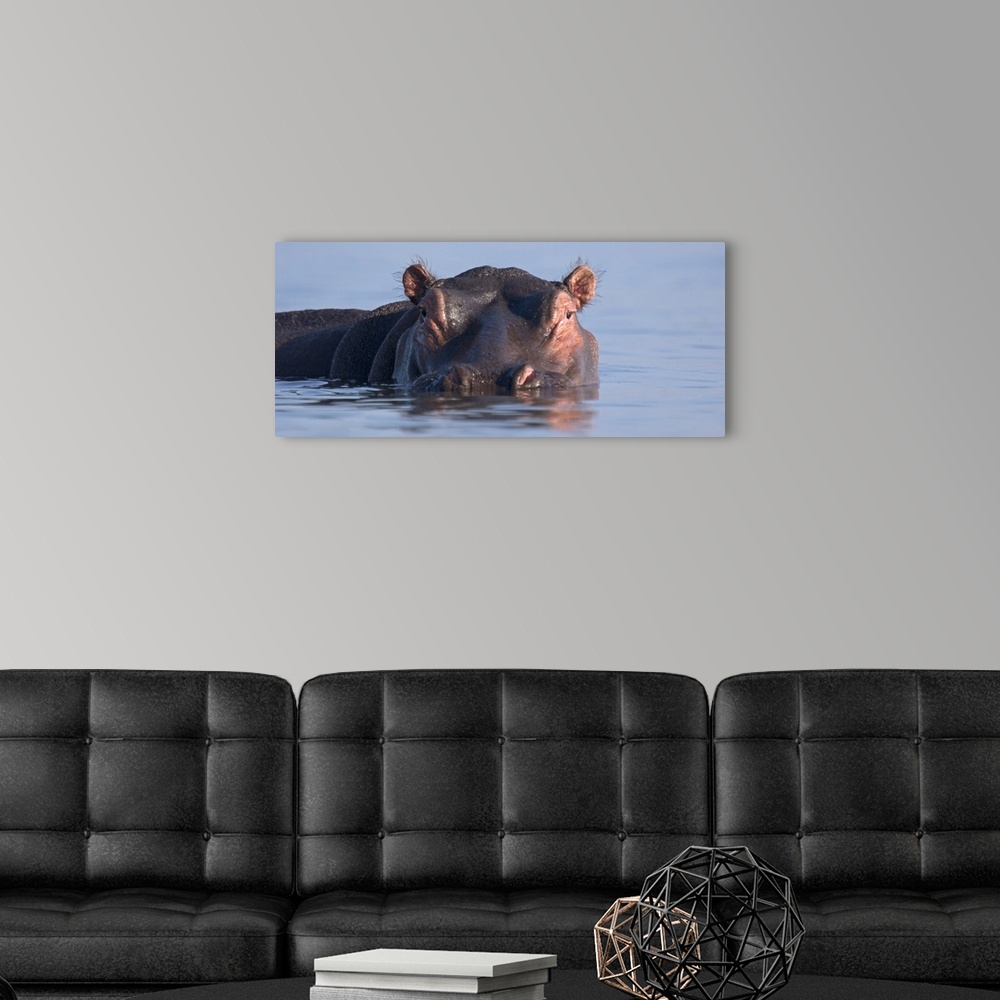 A modern room featuring Close-up of a hippopotamus submerged in water