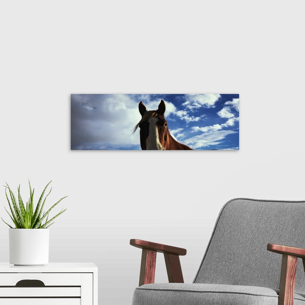 A modern room featuring Close-up of a horse, Montana