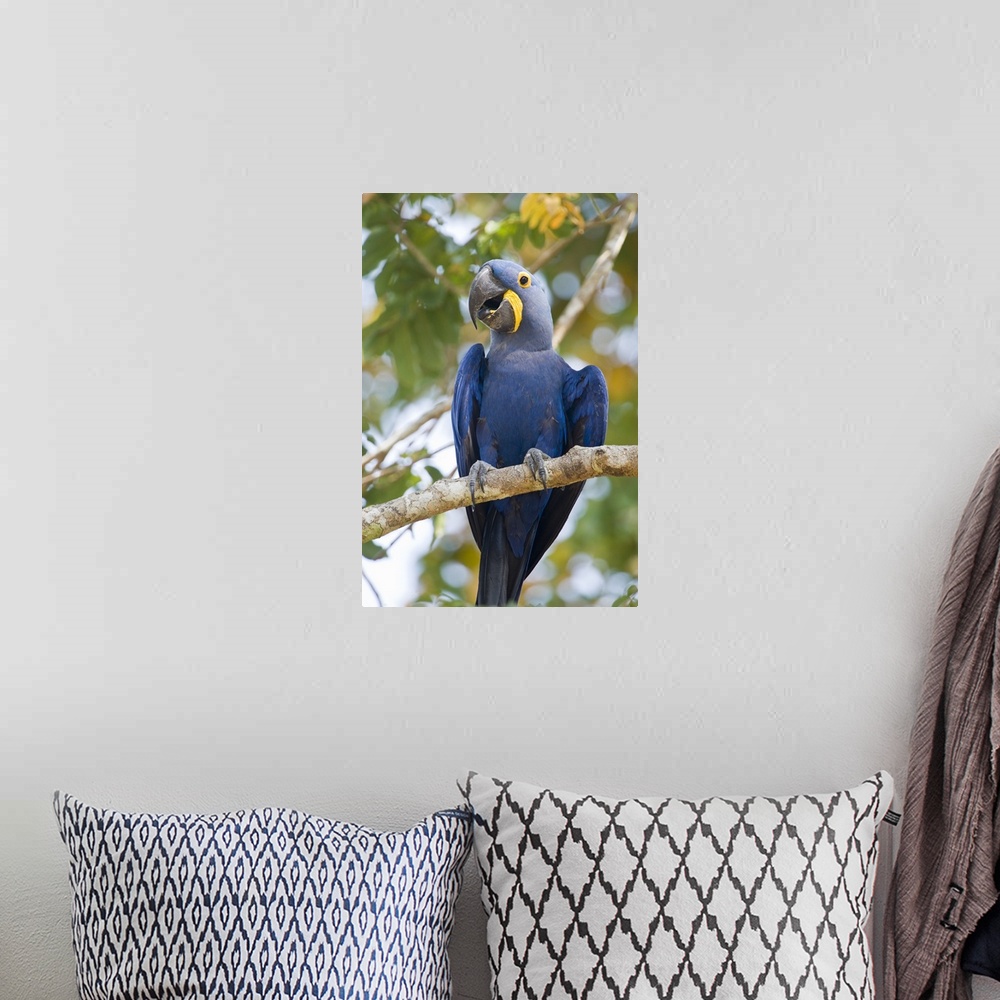 A bohemian room featuring Close up of a Hyacinth macaw Anodorhynchus hyacinthinus Three Brothers River Meeting of the Water...