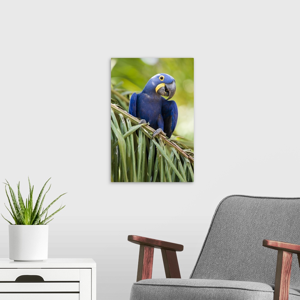 A modern room featuring Close up of a Hyacinth macaw Anodorhynchus hyacinthinus Three Brothers River Meeting of the Water...
