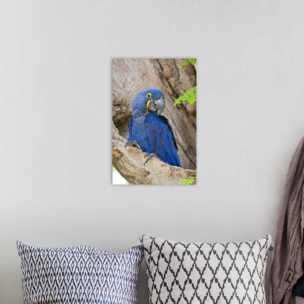 A bohemian room featuring Close up of a Hyacinth macaw Anodorhynchus hyacinthinus Three Brothers River Meeting of the Water...