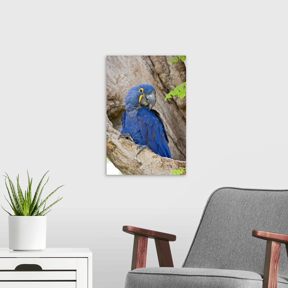 A modern room featuring Close up of a Hyacinth macaw Anodorhynchus hyacinthinus Three Brothers River Meeting of the Water...