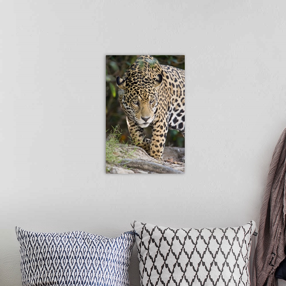 A bohemian room featuring Close up of a Jaguar Panthera onca Three Brothers River Meeting of the Waters State Park Pantanal...