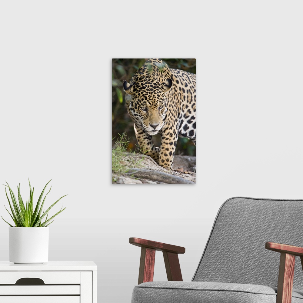 A modern room featuring Close up of a Jaguar Panthera onca Three Brothers River Meeting of the Waters State Park Pantanal...