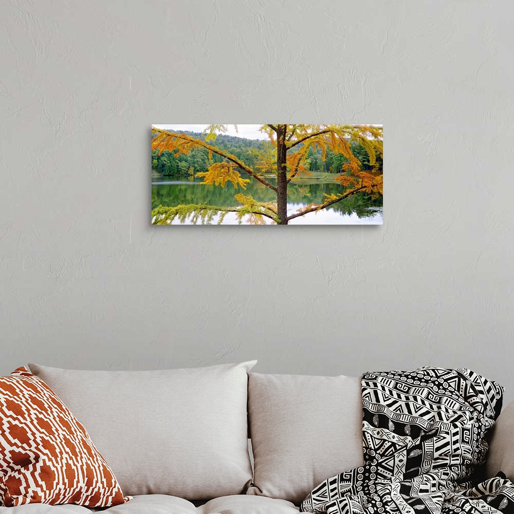 A bohemian room featuring Close-up of a larch tree in autumn