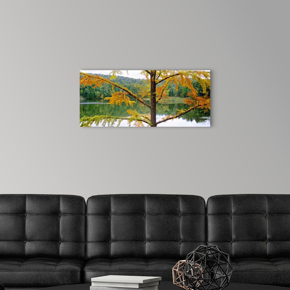 A modern room featuring Close-up of a larch tree in autumn