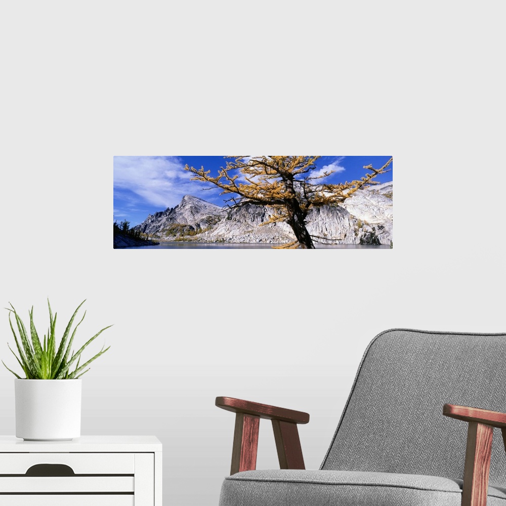 A modern room featuring Close-up of a larch tree near a lake, Enchantment Lake, East Cascades, Washington State