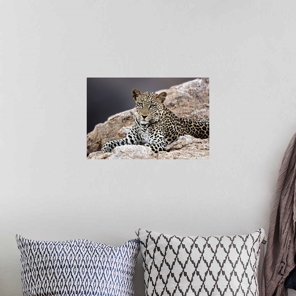 A bohemian room featuring Giant, horizontal photograph of a leopard peering out while lying on rocky terrain.