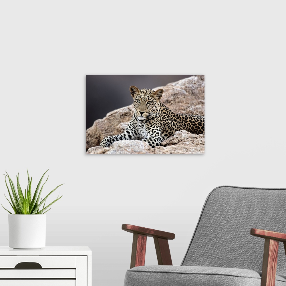 A modern room featuring Giant, horizontal photograph of a leopard peering out while lying on rocky terrain.