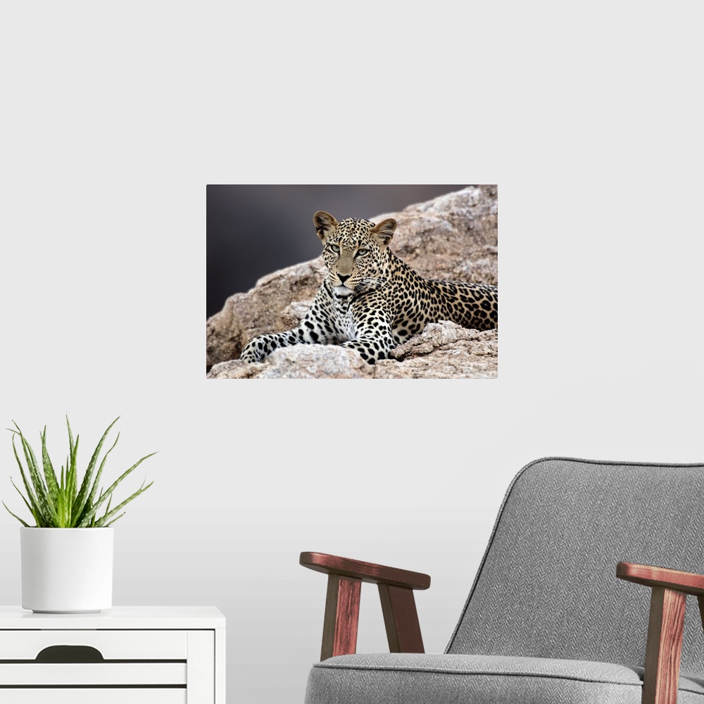 A modern room featuring Giant, horizontal photograph of a leopard peering out while lying on rocky terrain.