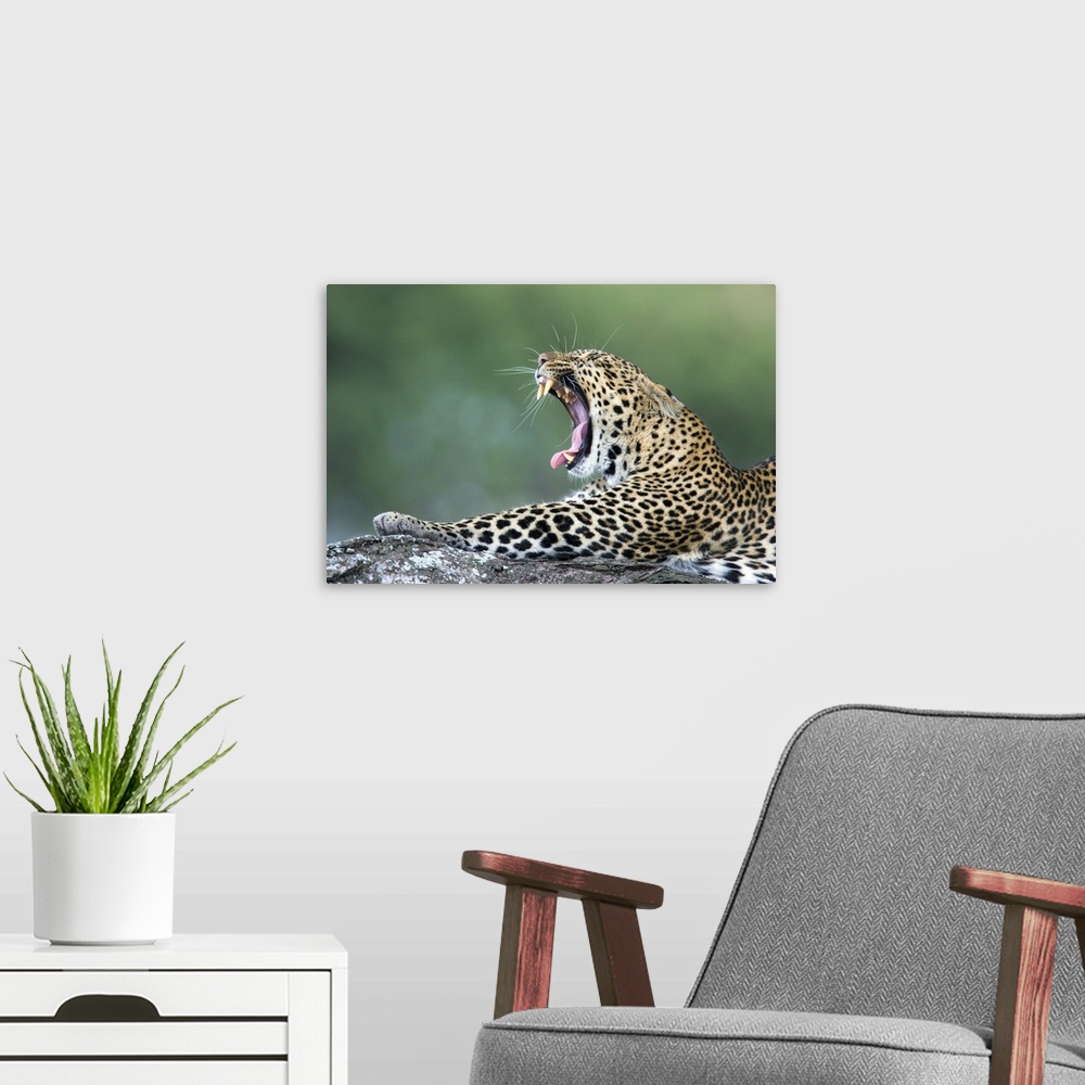 A modern room featuring Close-up of a leopard yawning, Ngorongoro Conservation Area, Arusha Region, Tanzania (Panthera pa...