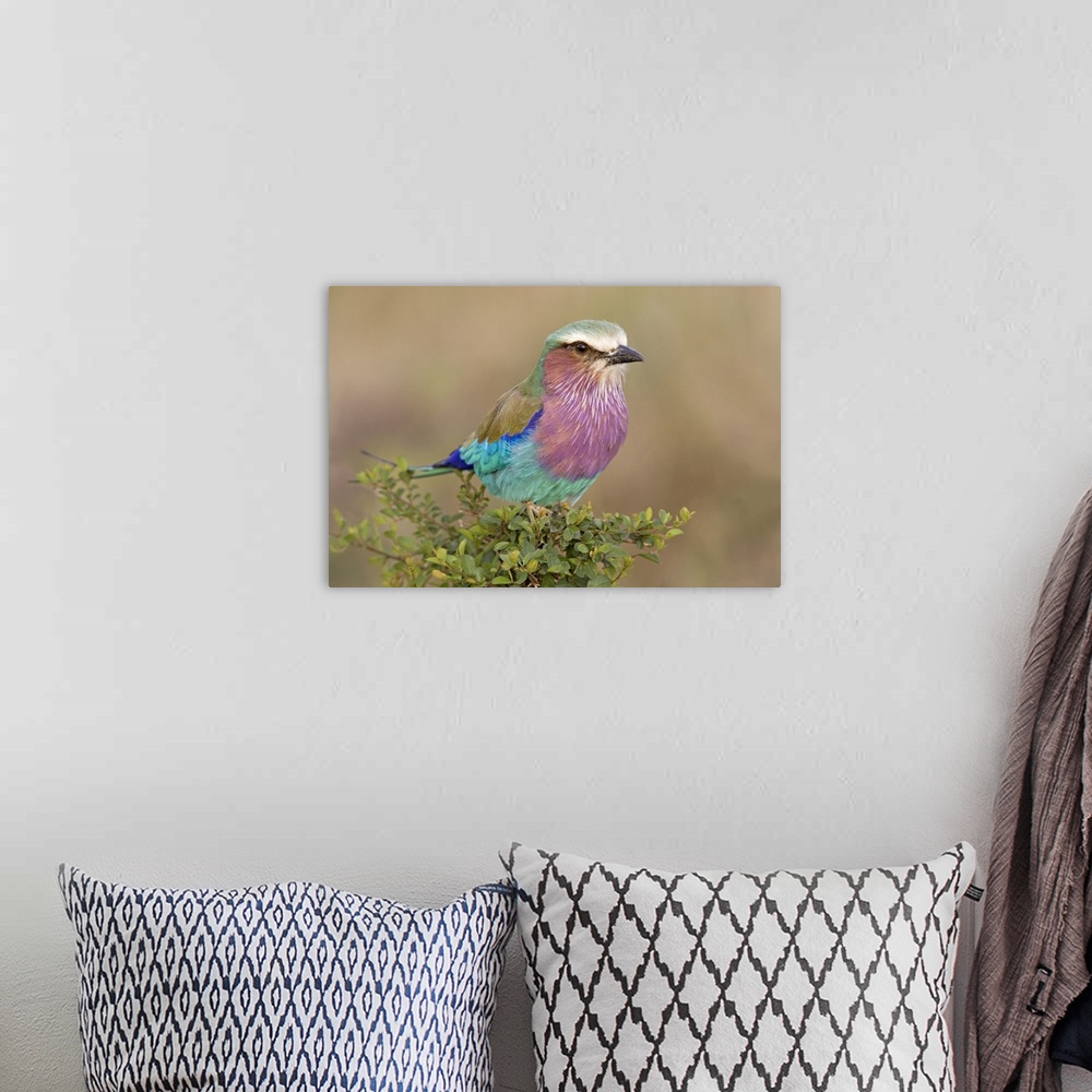 A bohemian room featuring Close-up of a Lilac-Breasted Roller (Coracias Caudata) perching on a plant, Masai Mara National R...