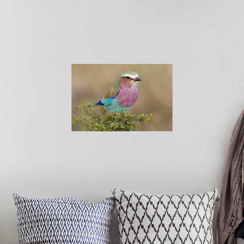 A bohemian room featuring Close-up of a Lilac-Breasted Roller (Coracias Caudata) perching on a plant, Masai Mara National R...