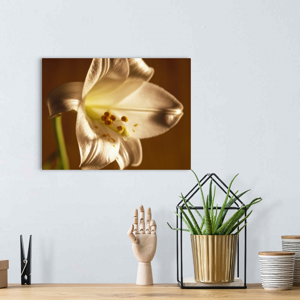 A bohemian room featuring Close-up of a lily flower