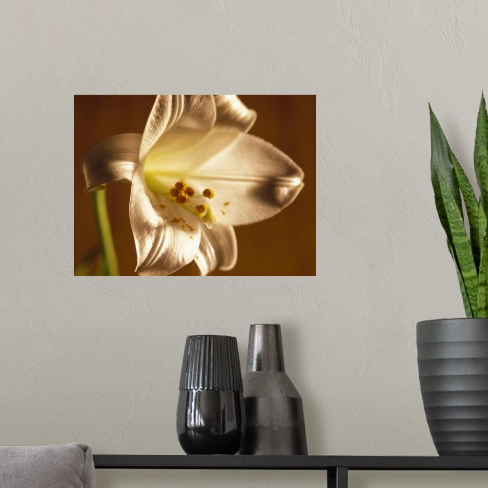 A modern room featuring Close-up of a lily flower