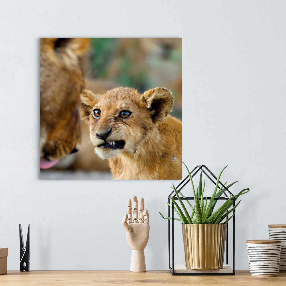 A bohemian room featuring Big photograph shows a young lion as it snarls at a more mature lion.  The sharp focus on the you...
