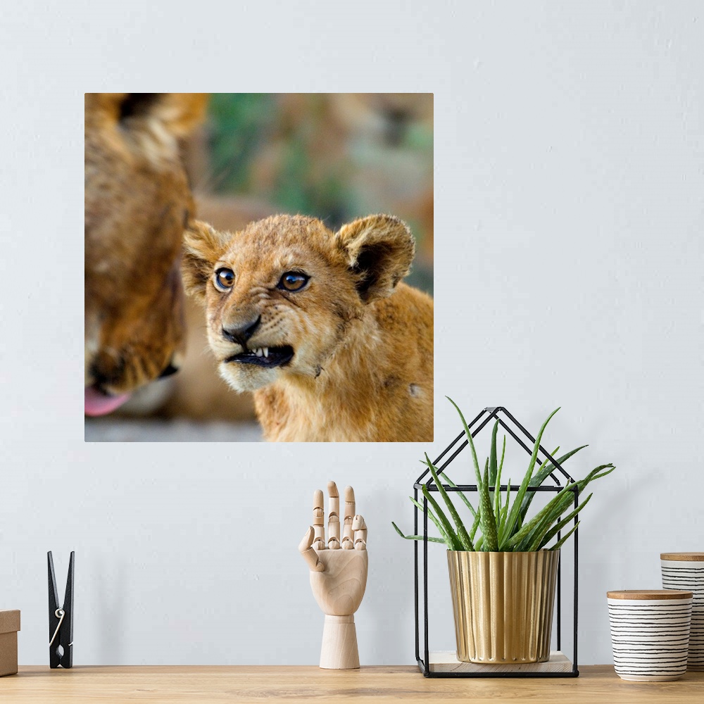 A bohemian room featuring Big photograph shows a young lion as it snarls at a more mature lion.  The sharp focus on the you...