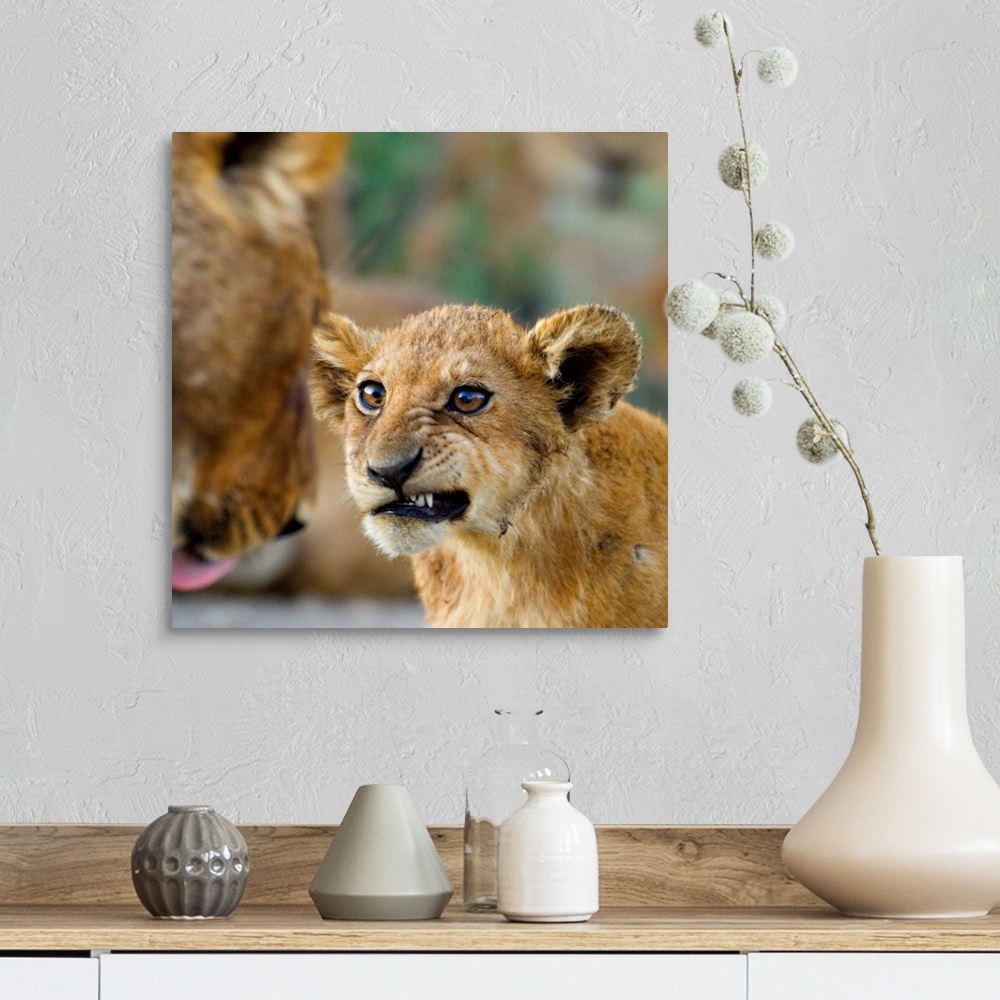A farmhouse room featuring Big photograph shows a young lion as it snarls at a more mature lion.  The sharp focus on the you...