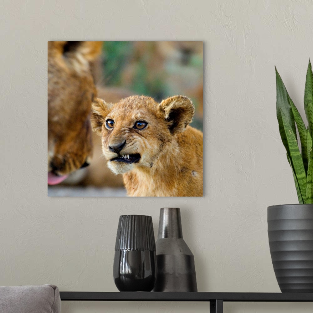 A modern room featuring Big photograph shows a young lion as it snarls at a more mature lion.  The sharp focus on the you...