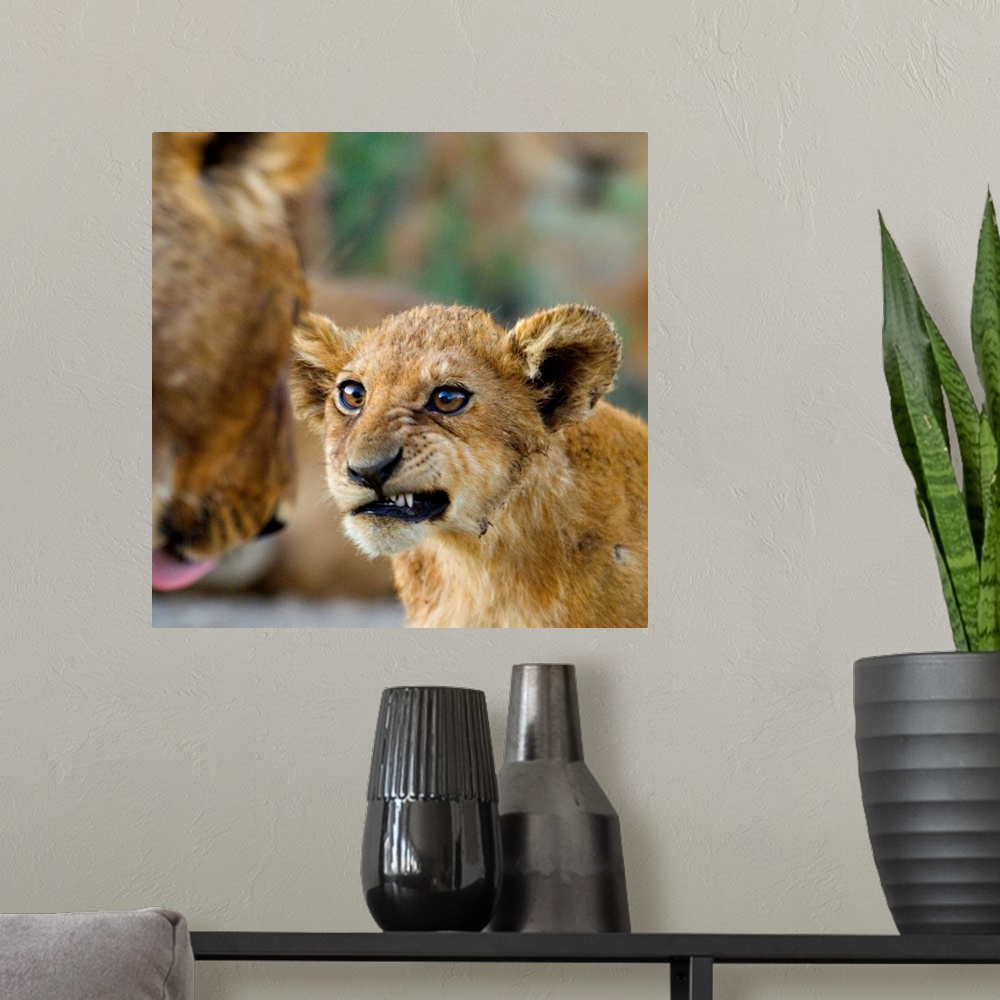 A modern room featuring Big photograph shows a young lion as it snarls at a more mature lion.  The sharp focus on the you...