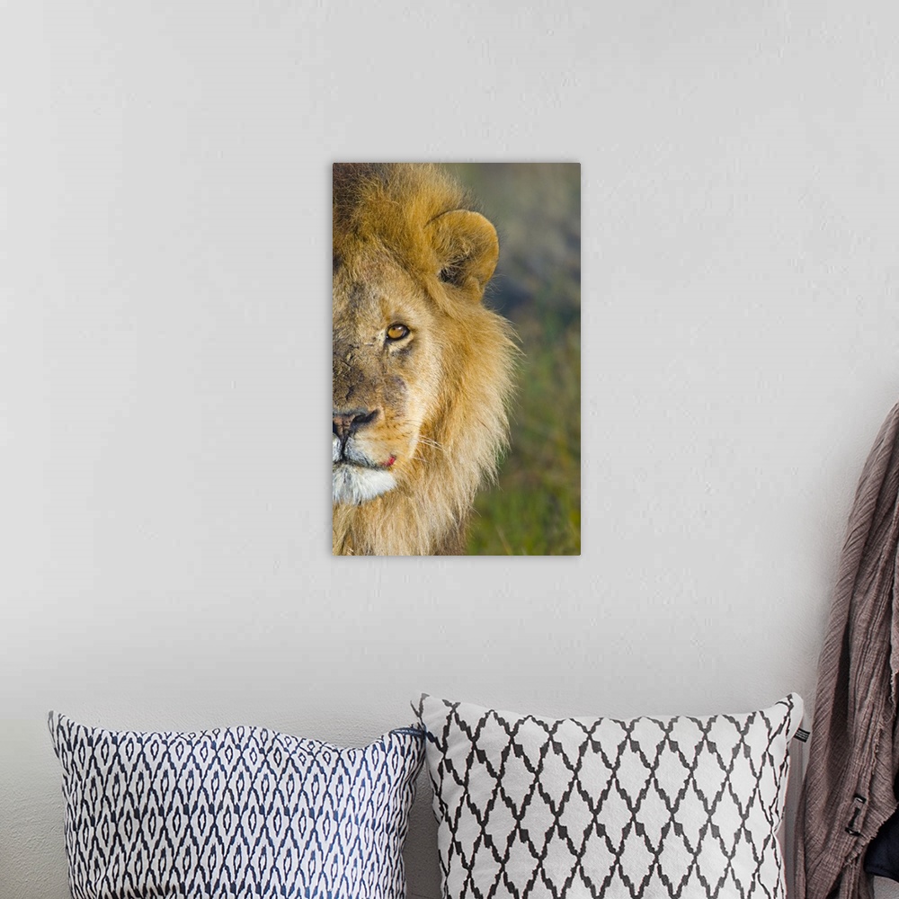 A bohemian room featuring Portrait, large close up photograph of half of a male lions face against a soft focus background,...