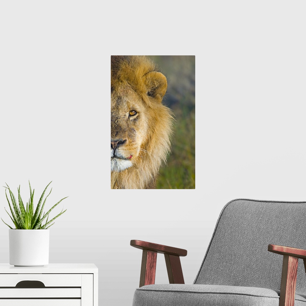 A modern room featuring Portrait, large close up photograph of half of a male lions face against a soft focus background,...