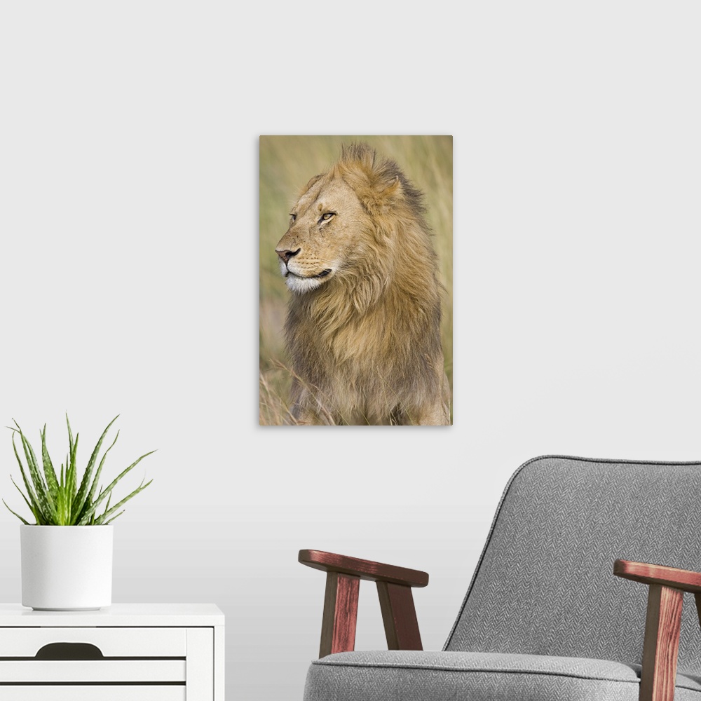 A modern room featuring Vertical panoramic photograph of male lion in field of tall grass.