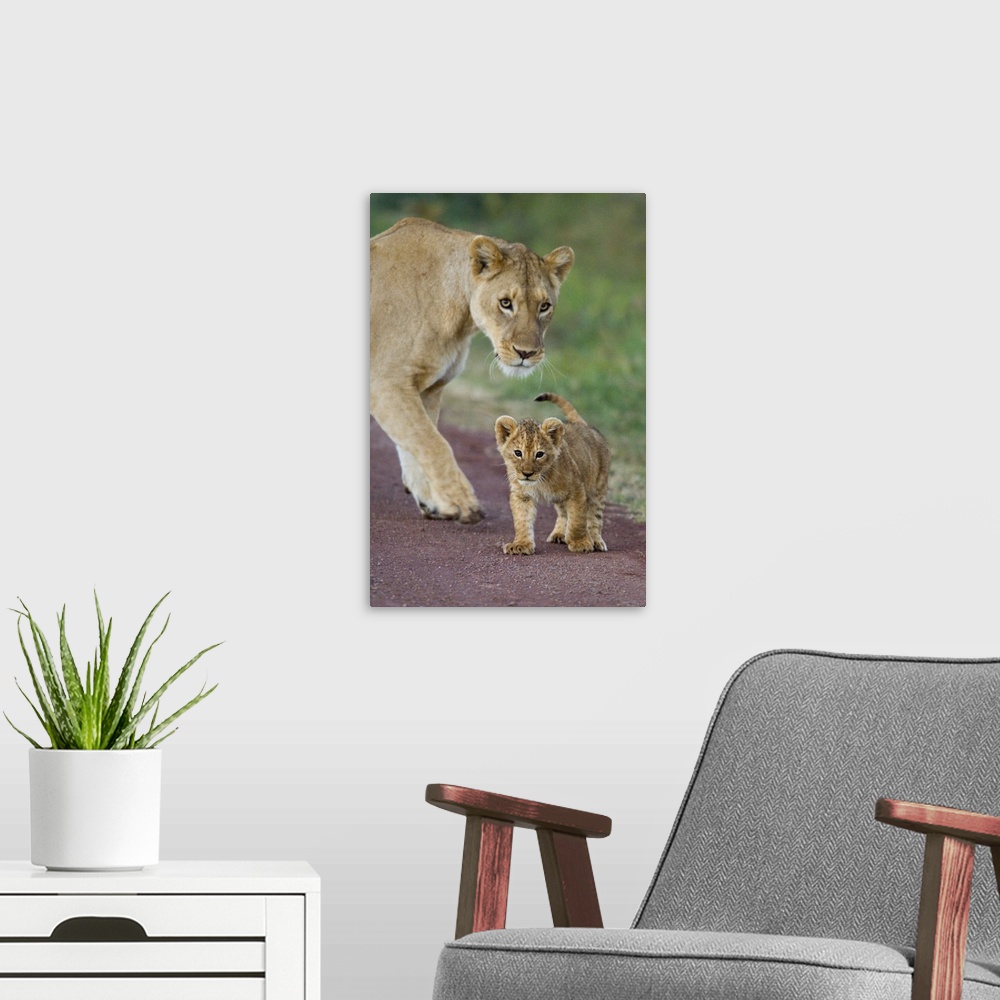 A modern room featuring Close-up of a lioness and her cub, Ngorongoro Crater, Ngorongoro Conservation Area, Tanzania (Pan...