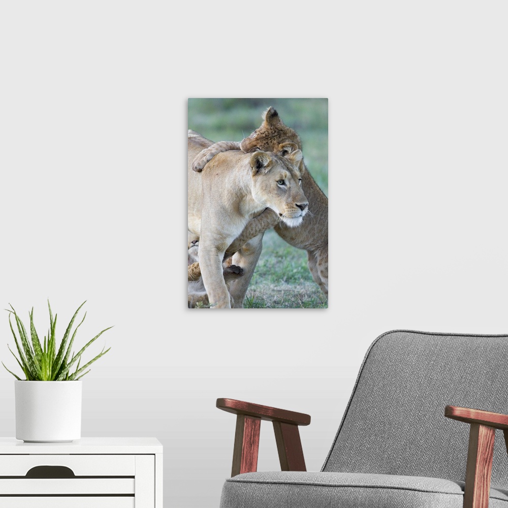 A modern room featuring Close-up of a lioness and her two cubs, Ngorongoro Crater, Ngorongoro Conservation Area, Tanzania...