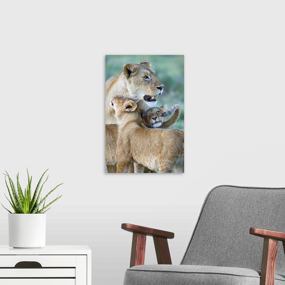 A modern room featuring Close-up of a lioness and her two cubs, Ngorongoro Crater, Ngorongoro Conservation Area, Tanzania...