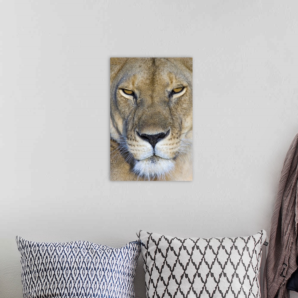 A bohemian room featuring Close-up of a lioness, Masai Mara National Reserve, Kenya (Panthera leo)