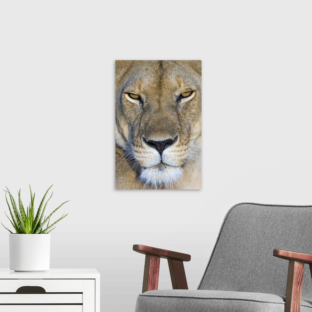 A modern room featuring Close-up of a lioness, Masai Mara National Reserve, Kenya (Panthera leo)