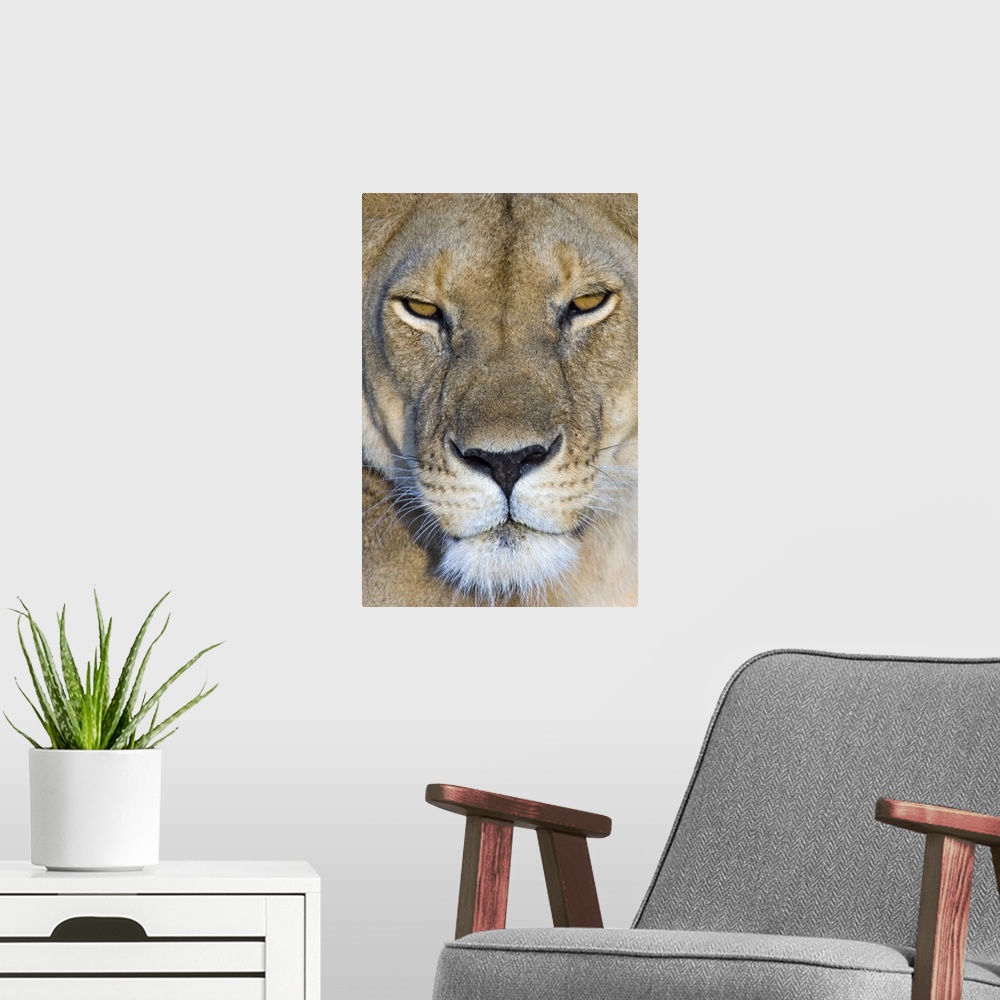 A modern room featuring Close-up of a lioness, Masai Mara National Reserve, Kenya (Panthera leo)