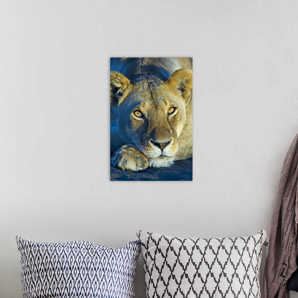 A bohemian room featuring Close-up of a lioness, Ngorongoro Conservation Area, Arusha Region, Tanzania (Panthera leo)