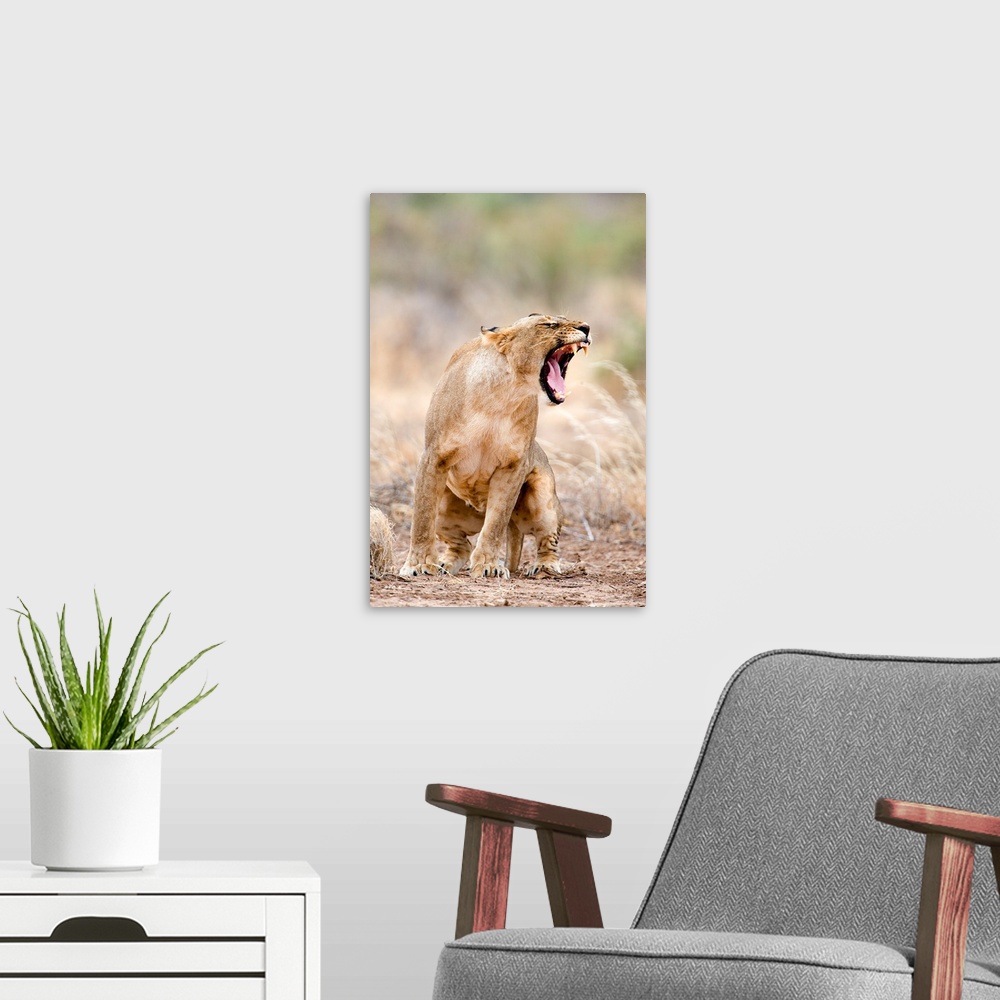 A modern room featuring Close up of a lioness (Panthera leo), Samburu National Park, Kenya