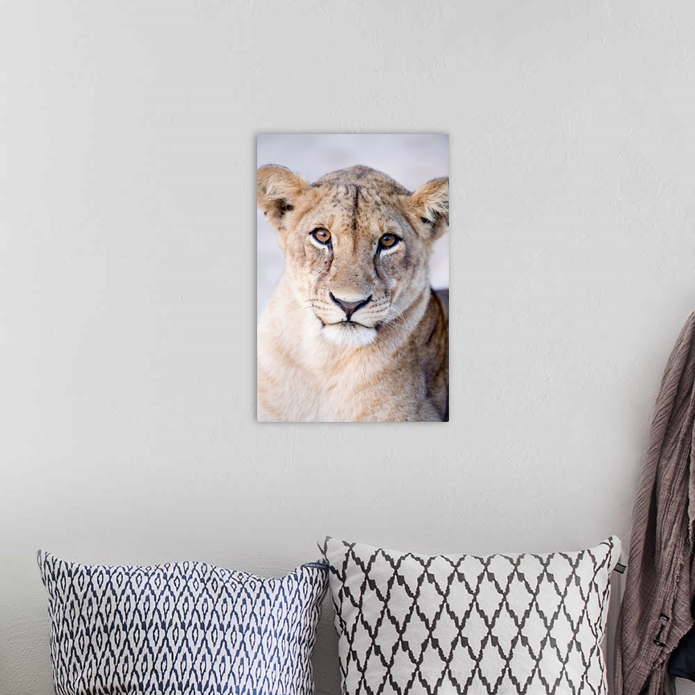 A bohemian room featuring Close-up of a lioness, Tarangire National Park, Tanzania
