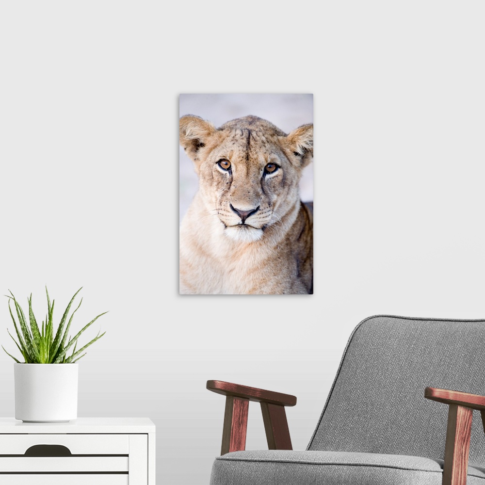 A modern room featuring Close-up of a lioness, Tarangire National Park, Tanzania