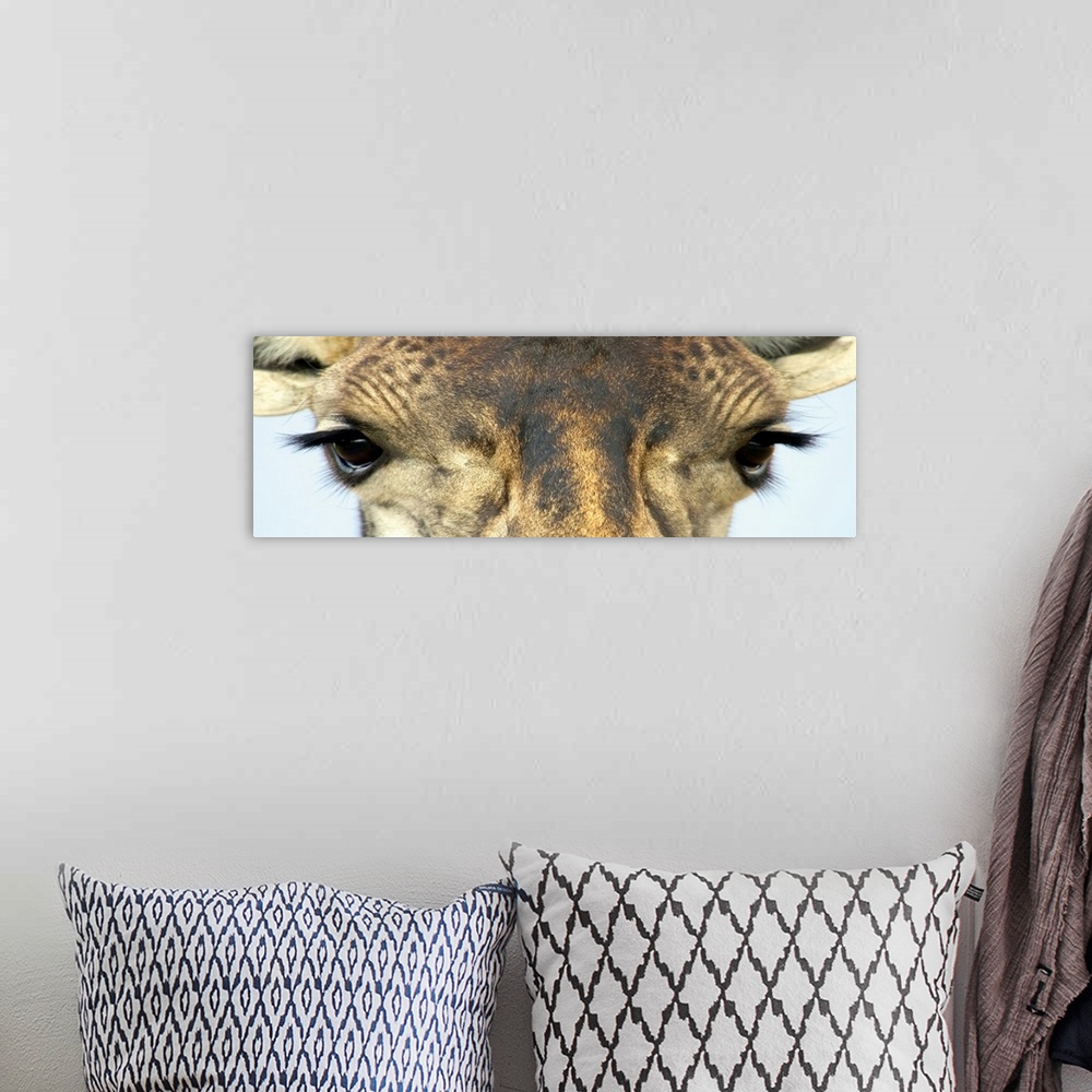 A bohemian room featuring Panoramic wall art that is a close up of an African mammalos face photographed in front of a blan...
