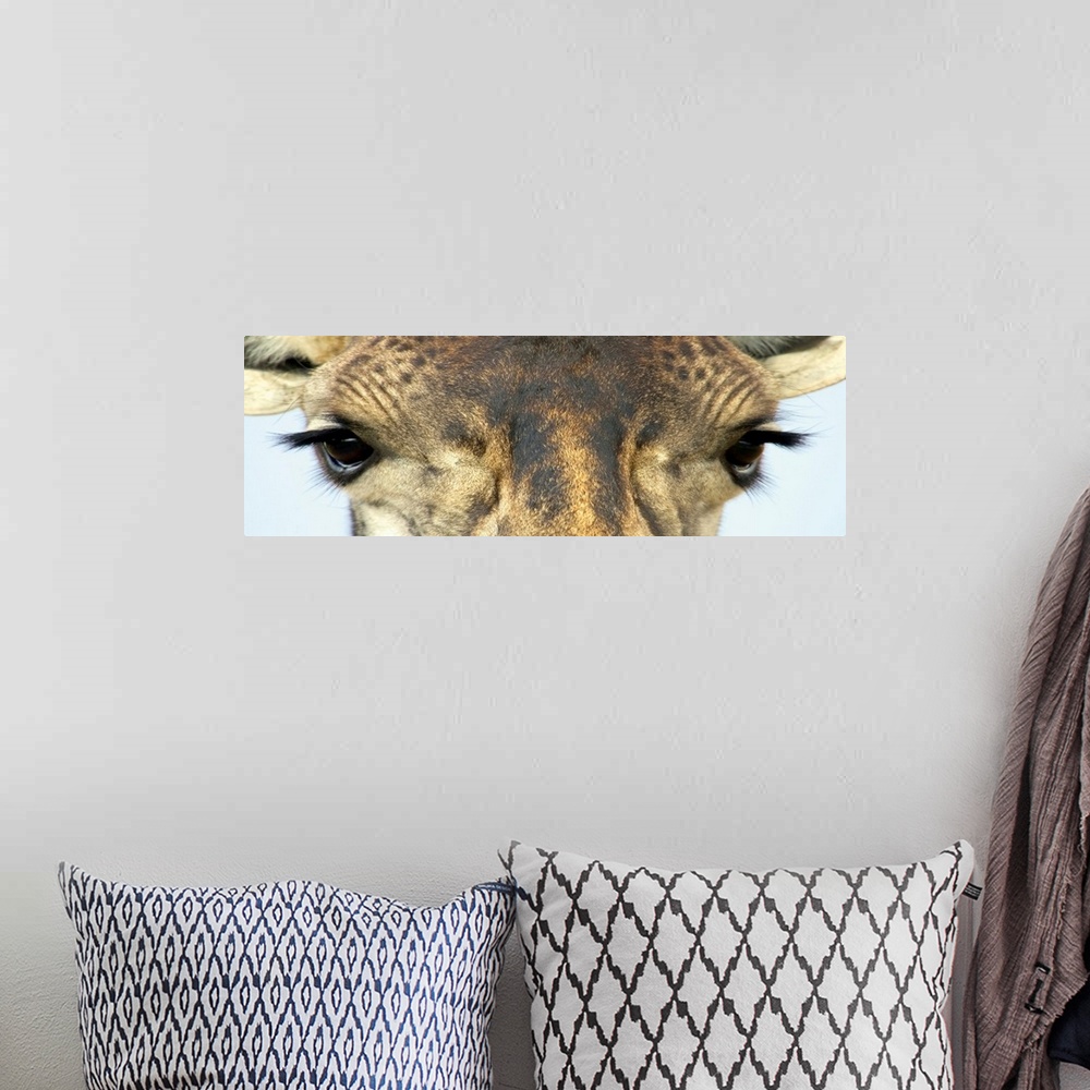 A bohemian room featuring Panoramic wall art that is a close up of an African mammalos face photographed in front of a blan...