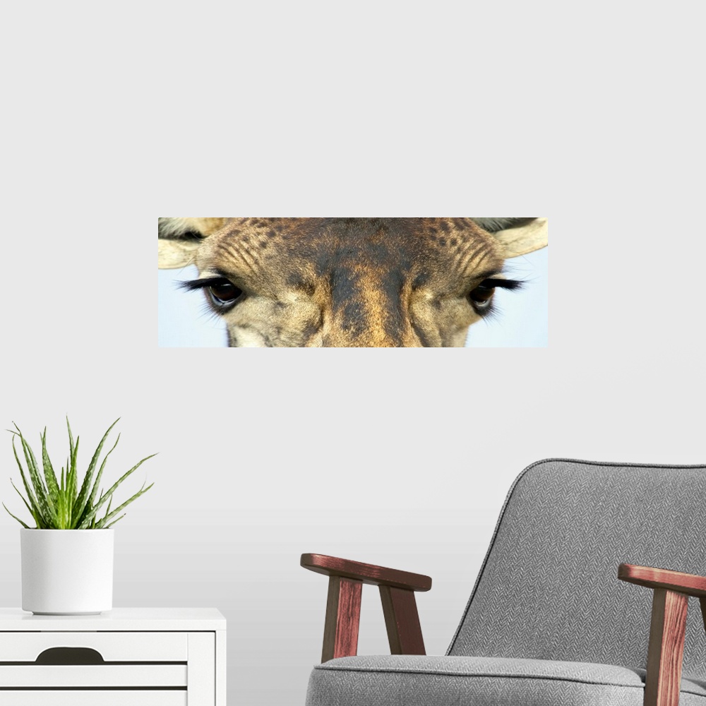 A modern room featuring Panoramic wall art that is a close up of an African mammalos face photographed in front of a blan...