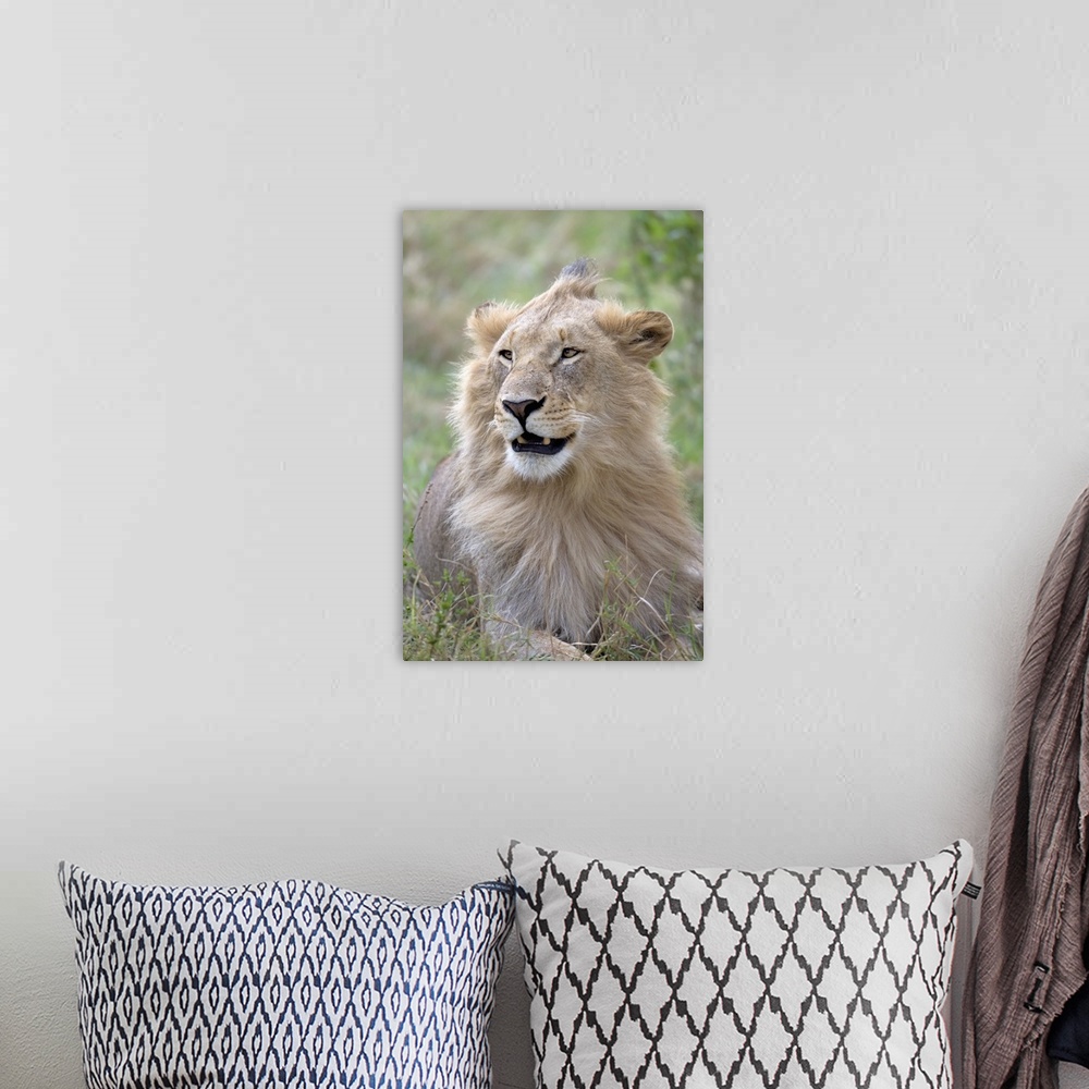 A bohemian room featuring Close-up of a male lion