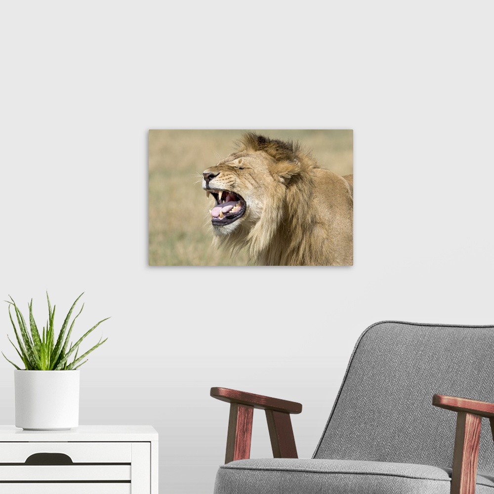 A modern room featuring Landscape photograph on a large canvas of the side of a male lions head, mouth open as he roars, ...