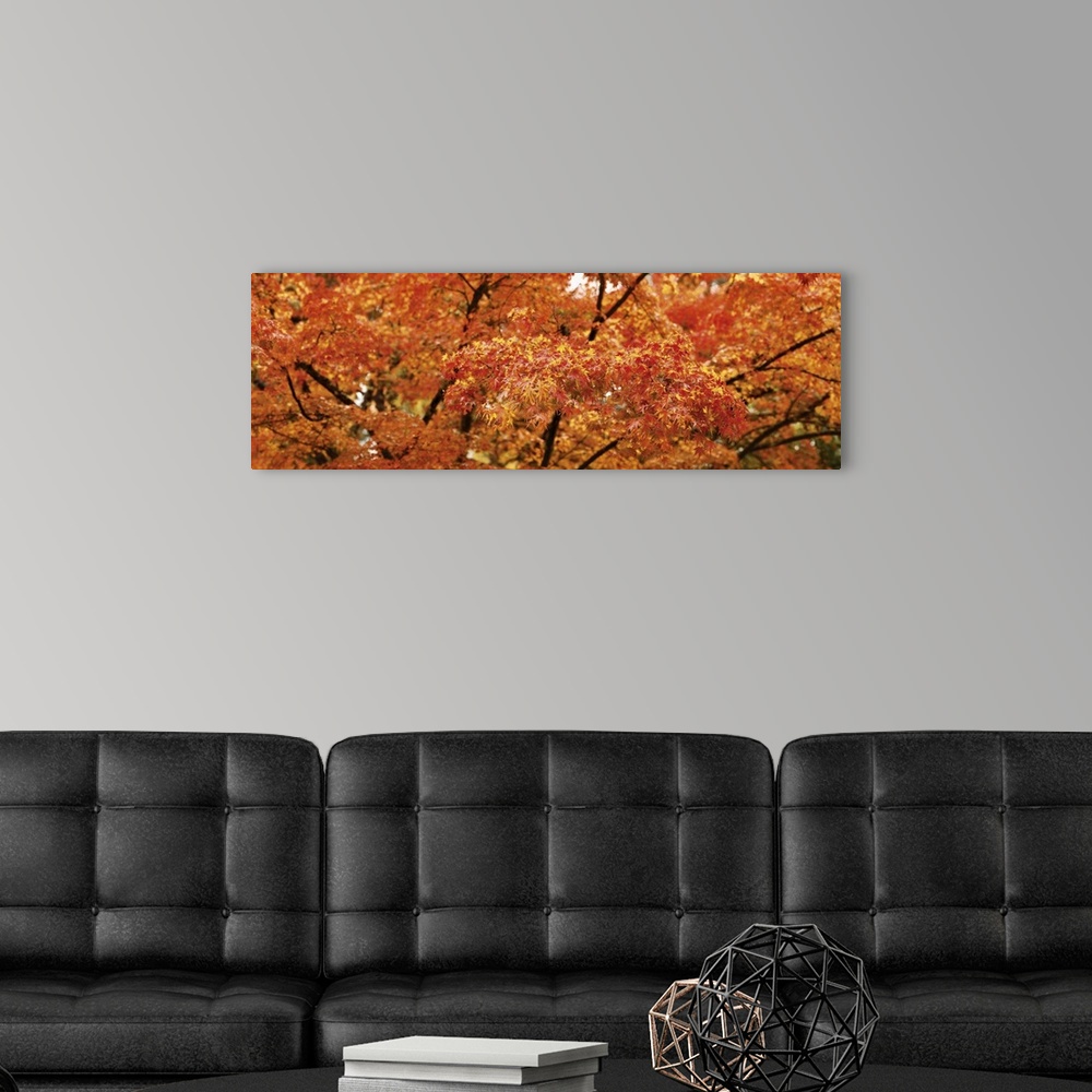 A modern room featuring Close-up of a Maple tree, Oregon