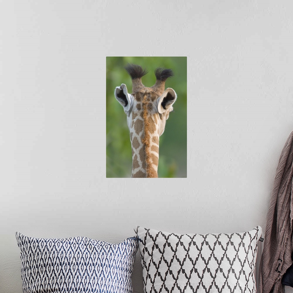 A bohemian room featuring Close-up of a Masai giraffe, Lake Manyara, Arusha Region, Tanzania (Giraffa camelopardalis tippel...