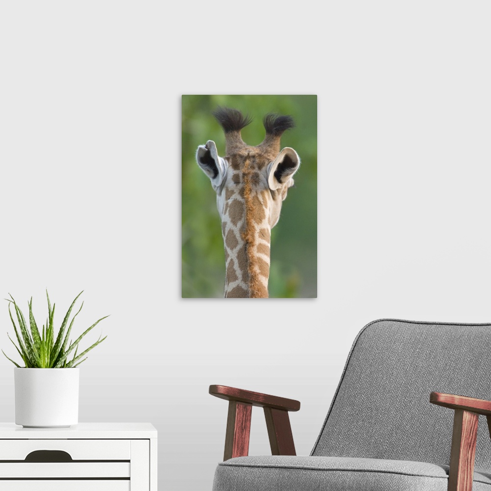 A modern room featuring Close-up of a Masai giraffe, Lake Manyara, Arusha Region, Tanzania (Giraffa camelopardalis tippel...