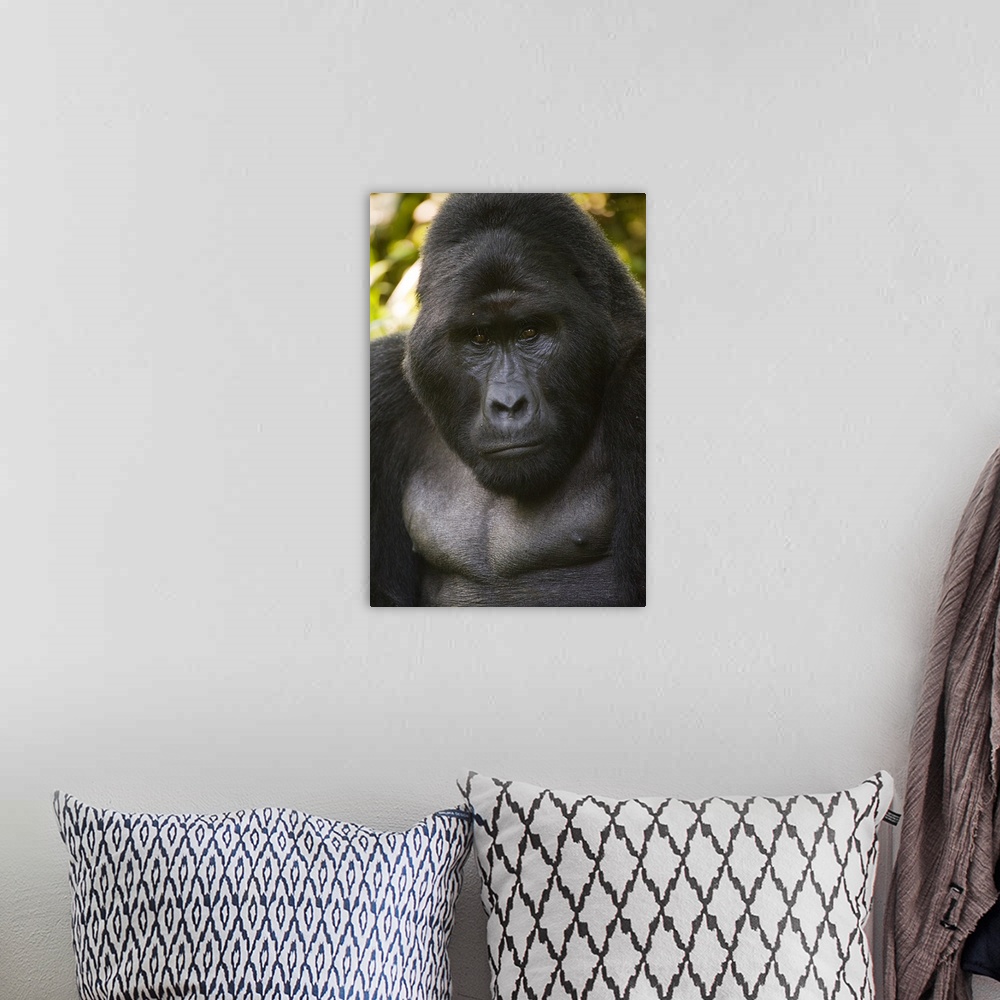A bohemian room featuring Close up of a Mountain gorilla (Gorilla beringei beringei
