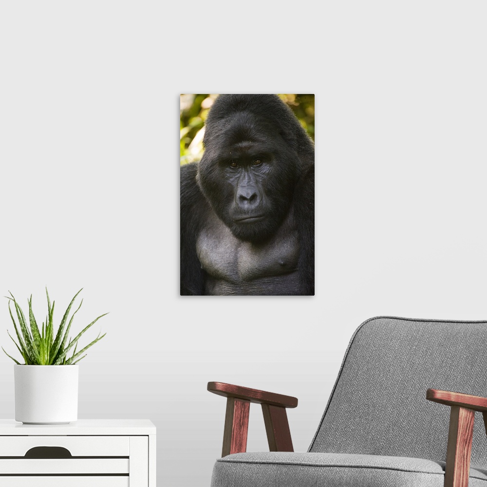 A modern room featuring Close up of a Mountain gorilla (Gorilla beringei beringei