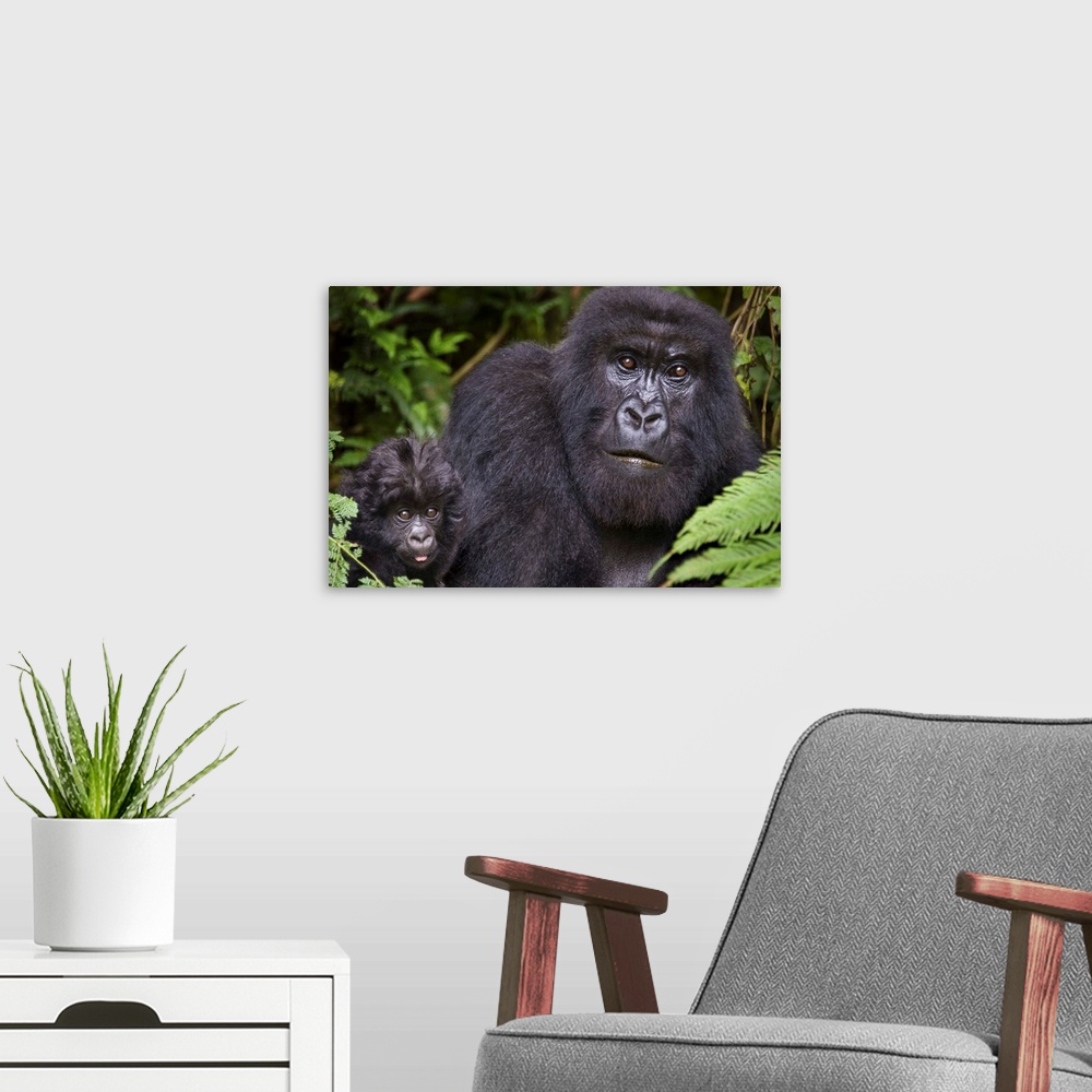 A modern room featuring Close-up of a Mountain gorilla (Gorilla beringei beringei) with its young one, Rwanda