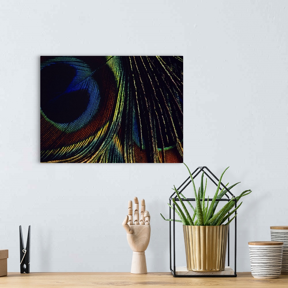 A bohemian room featuring Macro photograph of a single bird feather from a peafowl, showing the patterns and iridescence re...